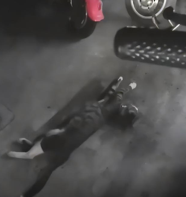 江苏一宠物医生回家,看到流浪猫挡住停车位,立马安排了绝育手术 江苏一宠物医生回家,看到流浪猫挡住停车位,立马安排了绝育手术