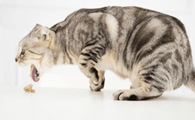 猫干呕是什么原因引起
