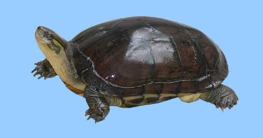 黄喉拟水龟出现“腐皮”怎么办?学会这几招,健康so easy! 黄喉拟水龟出现“腐皮”怎么办?学会这几招,健康so easy!