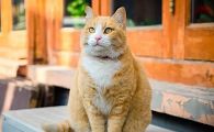 一般猫生产多长时间生完猫仔