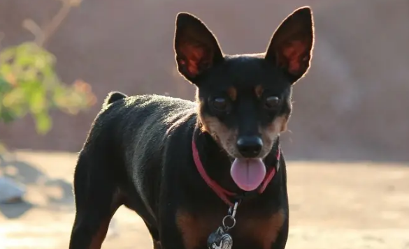 女人为什么不能养鹿犬