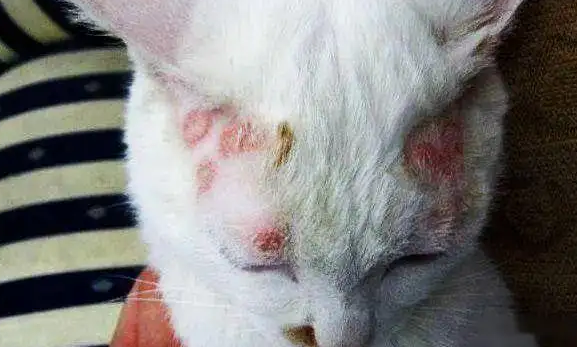 猫咪猫癣怎样治用什么药最好