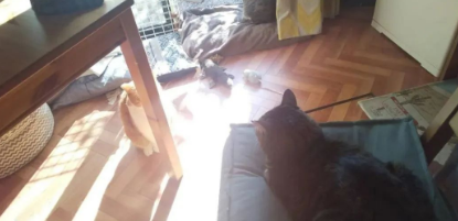 妹纸收养的猫有怪癖,每天叼玩偶去晒太阳,知道真相后令人泪目! 妹纸收养的猫有怪癖,每天叼玩偶去晒太阳,知道真相后令人泪目!