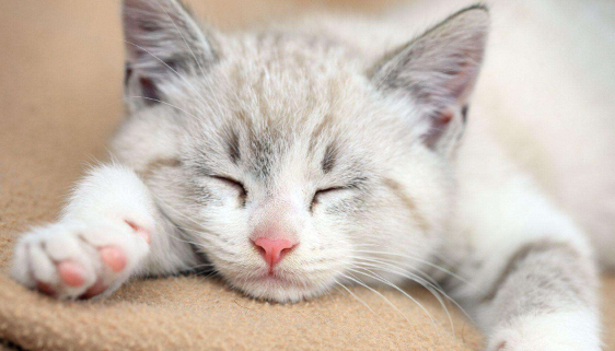猫咪得猫瘟喂什么好得快