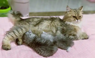 怎么判断猫咪是否怀孕
