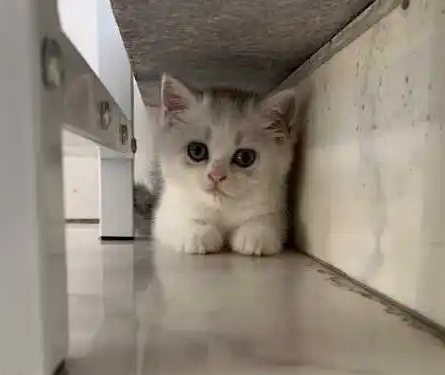 猫咪躲在角落里是什么原因 猫咪躲在角落里是什么原因