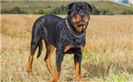 养罗威纳犬犯法吗