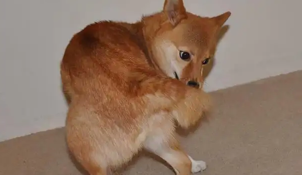 狗转圈圈怎么回事