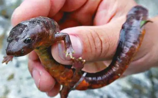 蝾螈的品种有哪些我已经帮你整理好啦