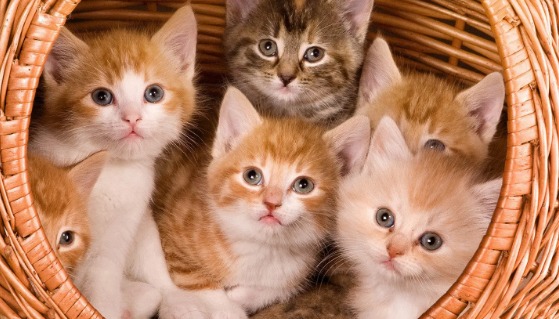  猫咪不打疫苗会怎样