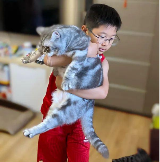 听说妹妹同学要来家里，哥哥担心猫被玩秃了，立马把猫抱走！