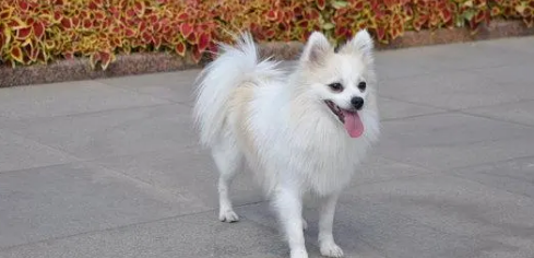 德国狐狸犬有什么缺点？不清楚的快来看看！