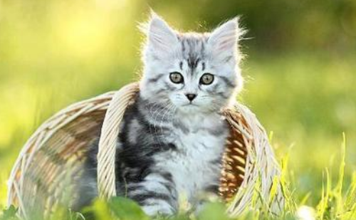 猫维生素b1后腿无力能自愈吗