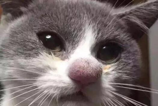 猫咪被马蜂蛰了多长时间会肿 猫咪被马蜂蛰了多长时间会肿
