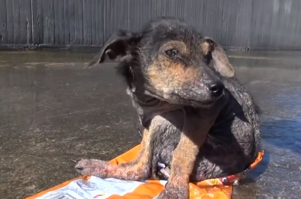 狗狗被人砍断腿丢弃到河里，被人救下后流下了感动的泪水！