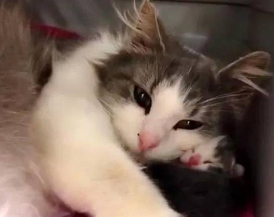 猫咪被主人养大，却因怀孕而被抛弃，失聪后的它没能保住2只小猫 