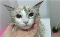 猫咪洗完澡一直打喷嚏怎么回事啊
