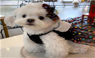 马尔济斯犬3万块贵吗
