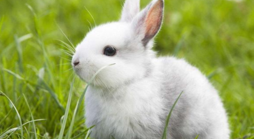 小白兔吃什么蔬菜有营养