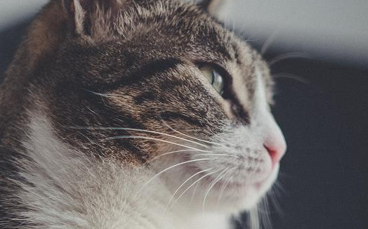 小猫打完疫苗体温偏高正常吗
