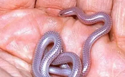 小小的钩盲蛇,可以咬死人吗?