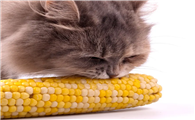 猫能吃玉米粒吗?
