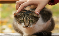 猫得狂犬病会死吗