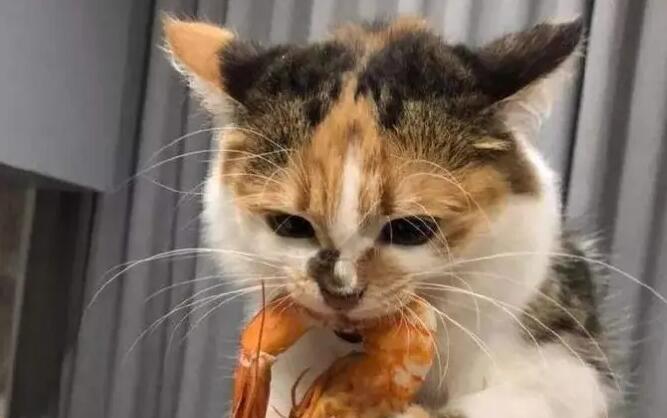 2个月猫吃虾的危害大吗