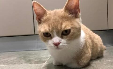 猫腿瘸了自己能恢复吗