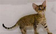 德文卷毛猫什么颜色最稀有