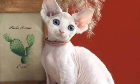 哪里可以买到德文卷毛猫 哪里可以买到德文卷毛猫