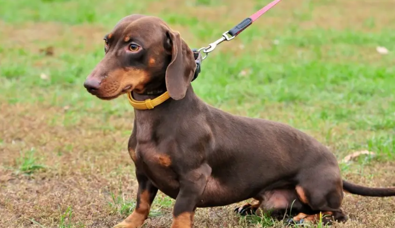 纯种腊肠犬多少钱一只