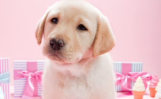 拉布拉多幼犬拉虫子正常吗