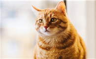半个月奶猫眼睛分泌物很多怎么办