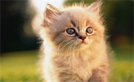 猫耳朵旁边秃了是什么原因造成的