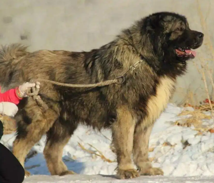 高加索犬性格温顺吗 高加索犬性格温顺吗