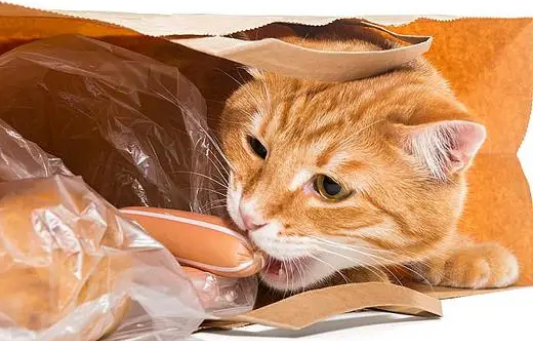 猫咪总咬塑料袋是怎么回事 猫咪总咬塑料袋是怎么回事