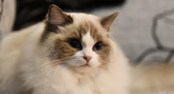 布偶猫是贵族猫吗 布偶猫是贵族猫吗