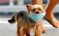 家养的宠物狗会有狂犬病毒吗