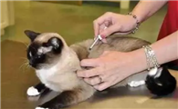 猫咪体外驱虫药一般多久有效果