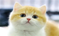 猫咪吃薄荷有什么好处吗