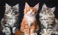 西伯利亚猫和缅因猫的区别