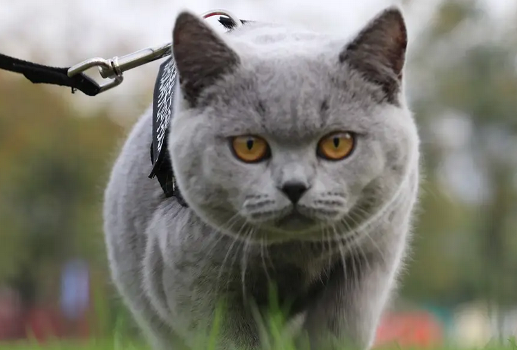 英短蓝猫记仇的表现