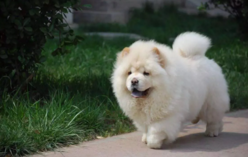 松狮犬有白色的吗-宠物网