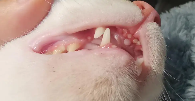 猫换牙的时间是从几个月开始?一文告诉你答案 猫换牙的时间是从几个月开始?一文告诉你答案