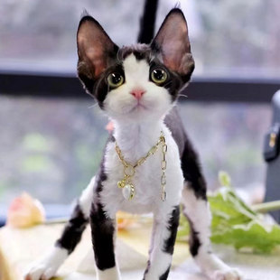 德文卷毛猫怎么配出来的 德文卷毛猫怎么配出来的