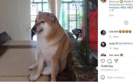 柴犬cheems表情包 柴犬cheems表情包