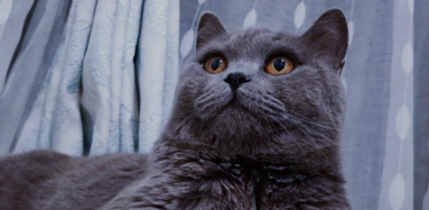 杀虫剂对宠物猫有害吗 杀虫剂对宠物猫有害吗