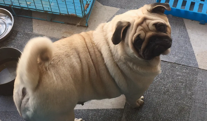 巴哥犬是怎么配出来的 巴哥犬是怎么配出来的