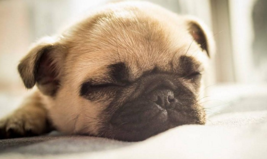 养巴哥犬最大的忌讳 养巴哥犬最大的忌讳